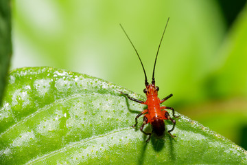 Tiny Beautiful Asian Red and Black Long Horn Grasshopper