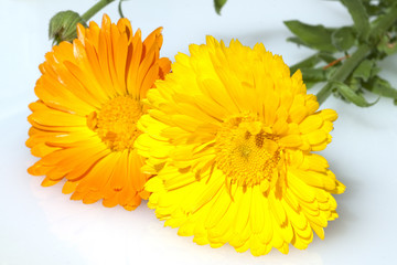 Ringelblume; Calendula Officinalis;