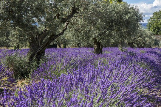 Champs de lavande Provence France
