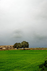 Obraz premium alberi e solitudine