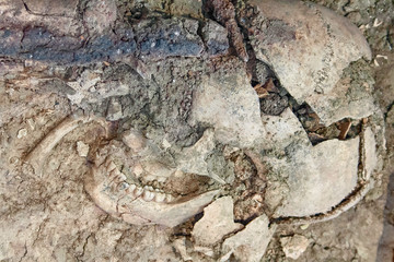 prehistoric human skull