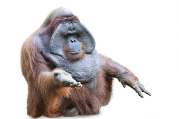 Orang utan sitting on white 3 © Creativa Images