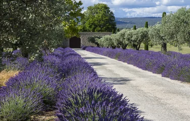 Foto op Plexiglas Lavendelvelden Provence Frankrijk © taniabrun