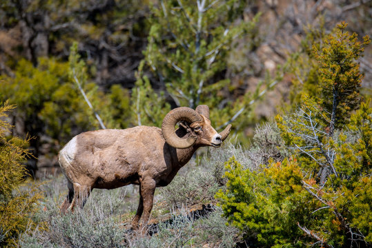 World Class Big Horn Ram in Yellowstone
