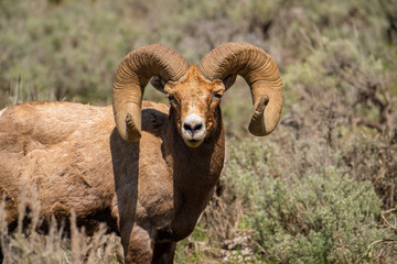 Big Horn Ram with huge horns