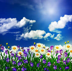 Fototapeta na wymiar daisy flowers and bells on a background of blue sky with clouds