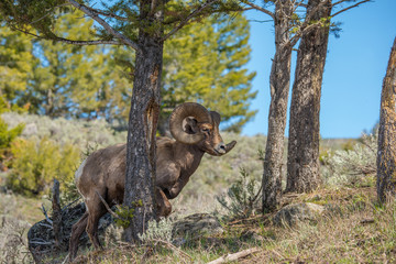 Big Horn Ram between trees