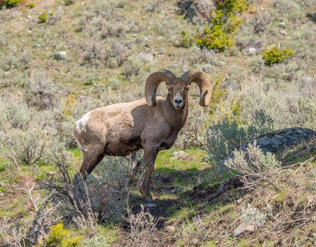 Big Horn Ram in the wild stares down photographer