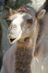 Dromedary 028
