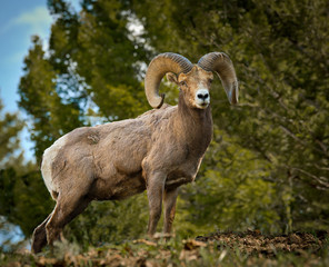 Naklejka premium Proud Big Horn Ram from below