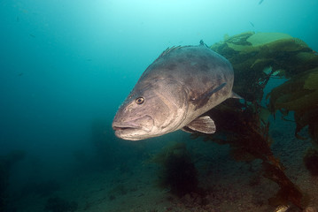 Fototapeta premium Giant Black Sea Bass