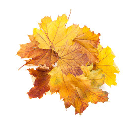 Fototapeta premium Colorful autumn maple leaves