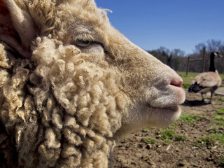Sheep Profile