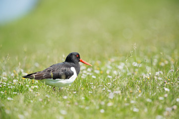 Eurasian oystercatcher