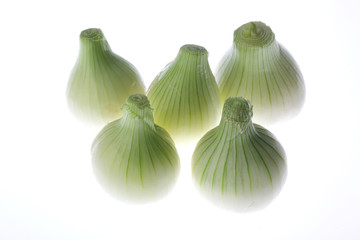Cebula