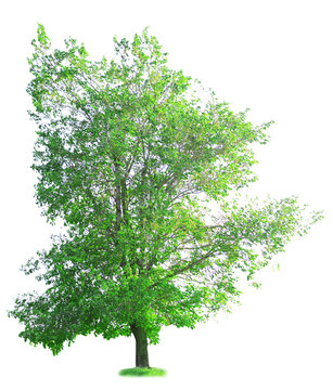 Fototapeta Single big tree isolated on white