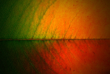 Bright leaf, close up - obrazy, fototapety, plakaty