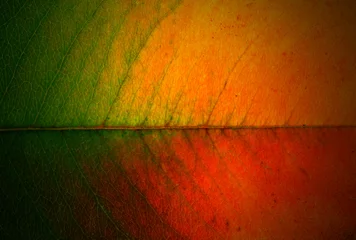 Fotobehang Bright leaf, close up © Africa Studio