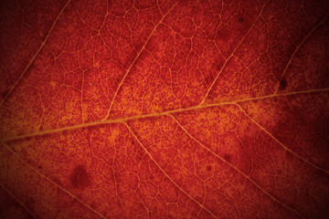 Bright leaf, close up