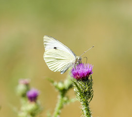 Kohlweißling auf Distelblüte