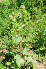 pink radish flowers and radish plant