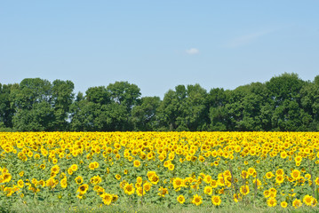 sunflowers field in Ukraine.