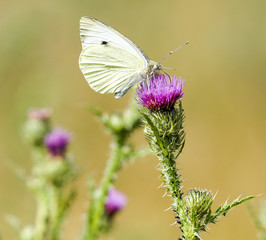 Kohlweißling auf Distelblüte