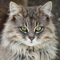 Naklejka na ściany i meble Close-up portrait of cat
