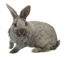 gray rabbit