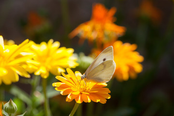 White butterfly on marigold flower