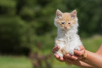 Tiny kitten in a petting zoo