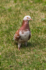 pigeons in the park