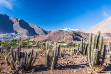 Cactus and Mountains