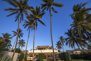 Coconut trees on Mont-Choisy beach,  in Mauritius island