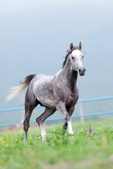 Obraz na płótnie Canvas Gray horse runs in the meadow