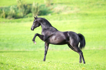 Black horse on green background