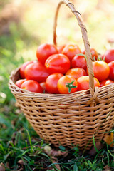 Freshly harvested tomatoes