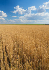 Summer Landscape with Wheat Field