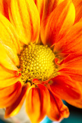Orange Yellow Flower