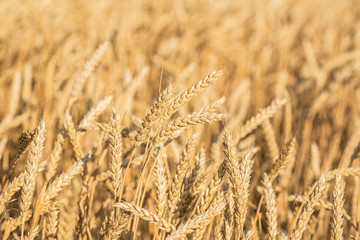 Close up of a wheat field