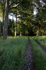 Buchenwald in Frühling