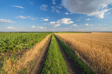 Summer Landscape with Wheat Field