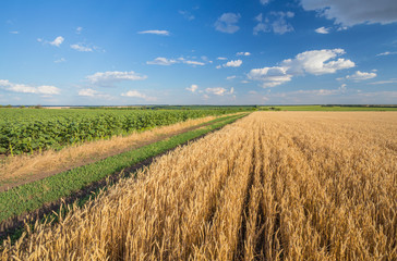 Summer Landscape with Wheat Field