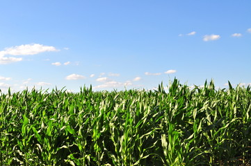 Maisfeld unter blauem Himmel