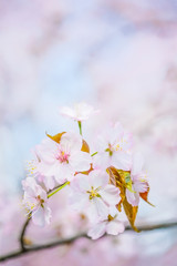 桜