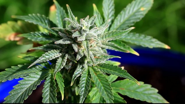 Marijuana plant closeup footage