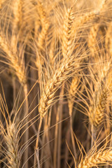 Close up of a wheat field