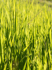 Candid shot of long blades of green grass in a mountain meadow