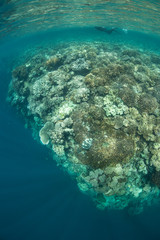 Naklejka na ściany i meble Reef and Snorkeler