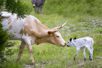 Longhorn Cow and Calf - 67805848